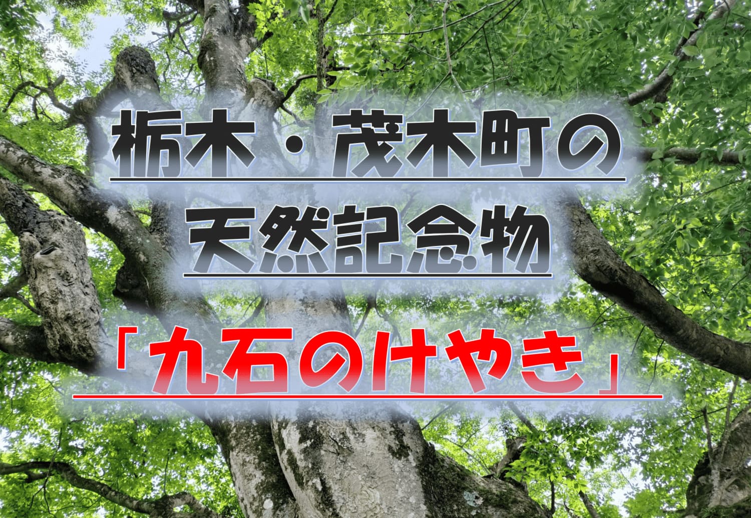 九石のけやきと茂木町の風景｜樹齢800年の天然記念物