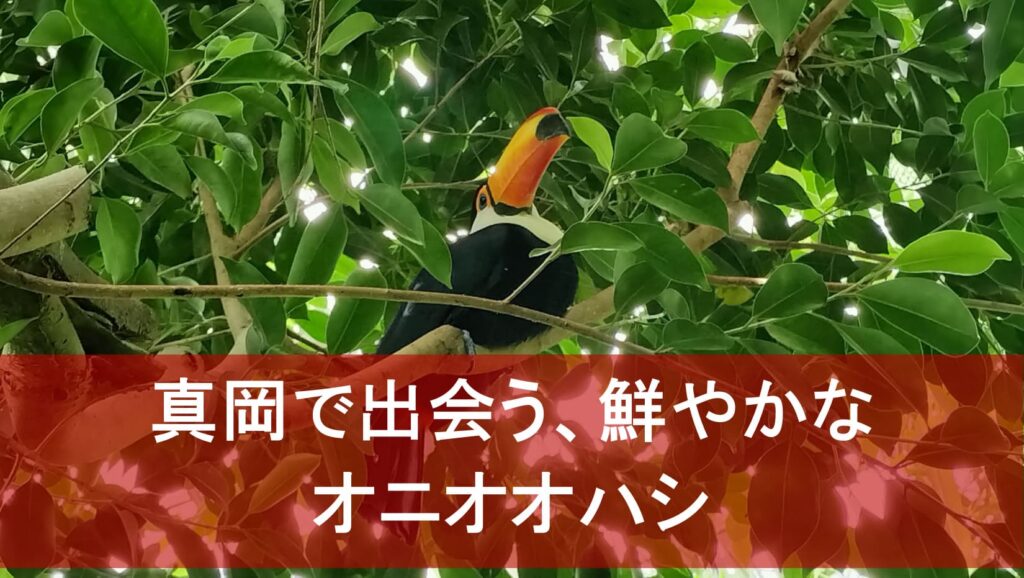 真岡で出会う、鮮やかなオニオオハシ