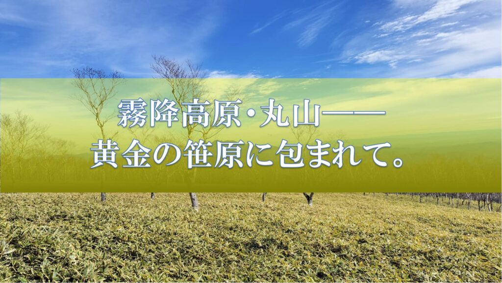 風の音だけが響く、晩秋の道。 　霧降高原・丸山――黄金の笹原に包まれて。